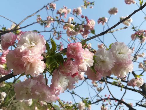 長沙潯龍河櫻花谷、田漢文化園一日游