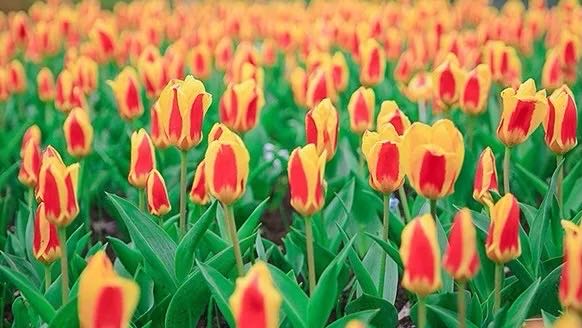 岳陽花語世界、汴河街一日游